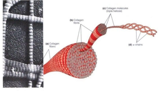 The Science of Leather - Limassolian Leathers